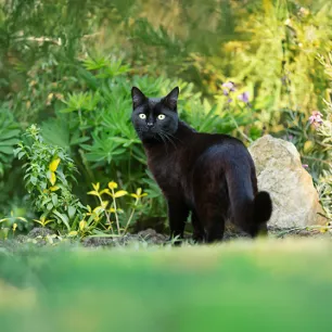 The Best Black Cat Names