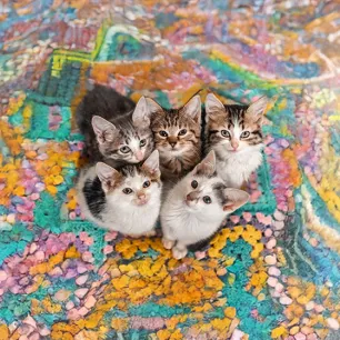 The Best Boy and Girl Kitten Names