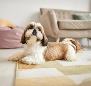 The Best Small Dog Names for the New Pet in Your Life