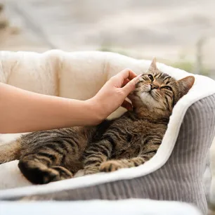 The Cat Health Checklist