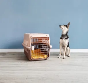 The Easy Guide to Choosing a Boarding Kennel for Your Dog