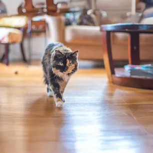 The Most Fascinating Tortoiseshell Cat Facts