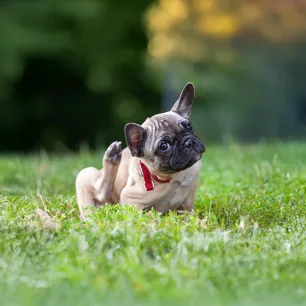 Ticks on Dogs How to Recognise and Treat Ticks