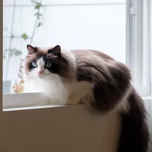 Top bicolour cats