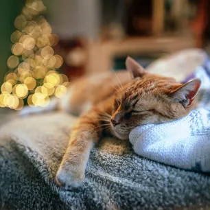 Putting Your Cat to Sleep