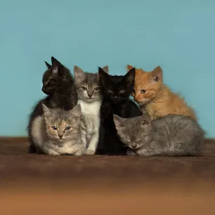 Quiz: What Cat Breed Are You?