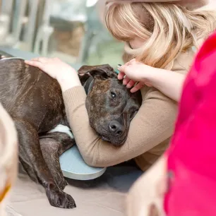 Seizures in Dogs and Dog Epilepsy