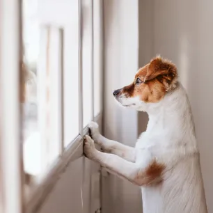 Separation Anxiety in Dogs: Symptoms and Treatment