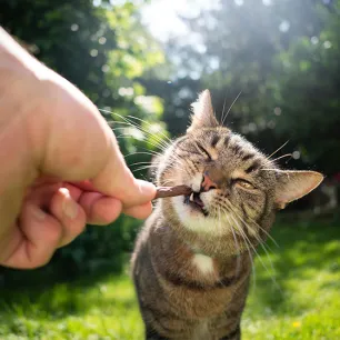 Snacks and Treats for Your Cat