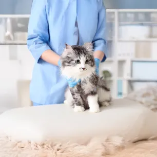 The Importance of Regular Vet Check-ups for Cats