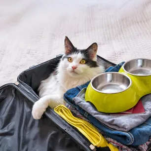 The Ultimate Cat Travel Checklist