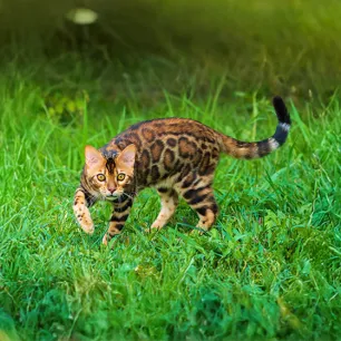 Top 5 Cats That Look Like Tigers, Leopards and Other Wild Felines