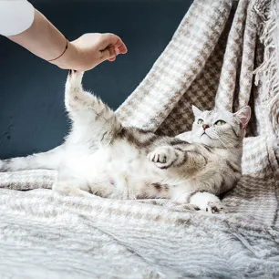 Top Things to Look Out For During Cat Pregnancy & Labour