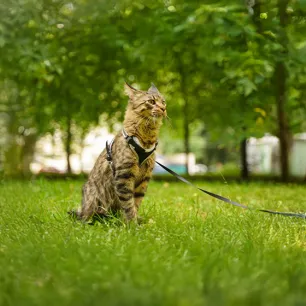 Training Your Kitten or Cat