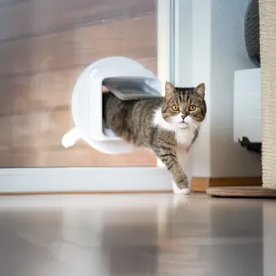 Training a Cat to Use a Cat Flap