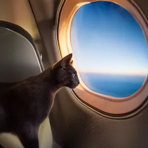 Travelling with Your Cat by Car or Plane