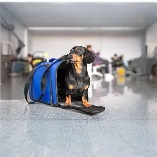 Travelling with Your Dog on a Plane