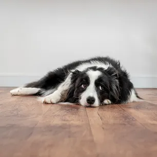 Understanding Dog Body Language