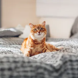 Understanding Your Cat's Body Language