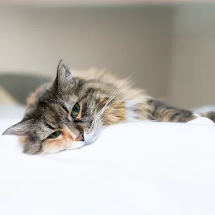 Unusual Cat Illness Symptoms To Watch Out For