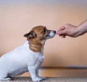 Vitamin D for Dogs