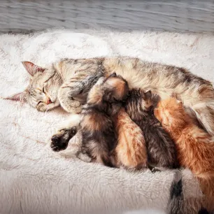 Weaning Kittens: The Easy Guide for New Owners