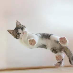 What Are Polydactyl Cats