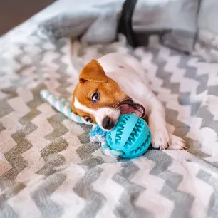 What Can Dogs Chew On
