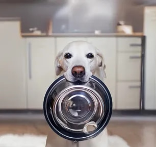 What Do Dogs Eat