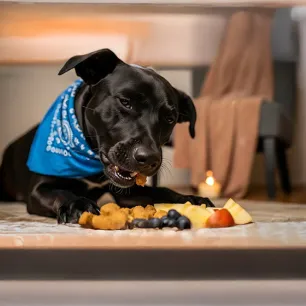 What Fruits Can Dogs Eat
