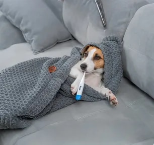 What Is a Normal Dog Temperature