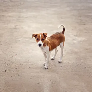 What to Do If You Found a Stray Dog?