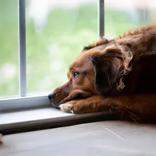 What to Do If Your Dog Goes Missing