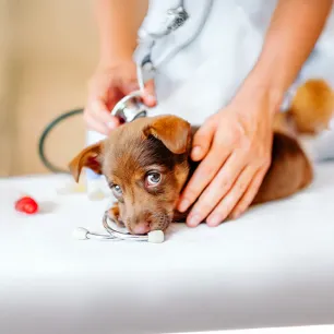 What to Expect on Your Puppy s First Vet Visit