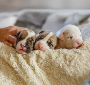 When Do Puppies Open Their Eyes