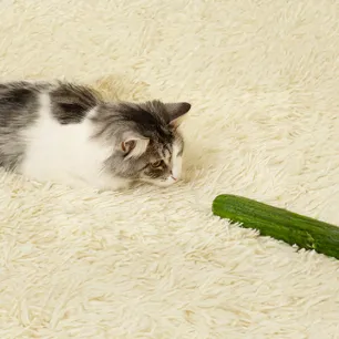 Why Are Cats Scared of Cucumbers