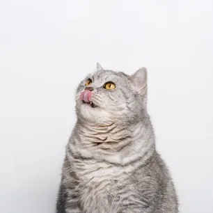Why Do Cats Dribble