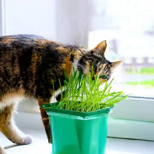 Why Do Cats Eat Grass?