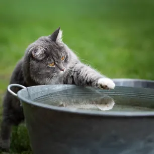 Why Do Cats Hate Water?