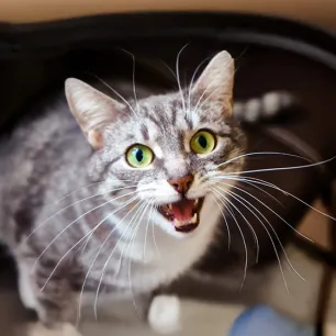 Why Do Cats Have Whiskers?