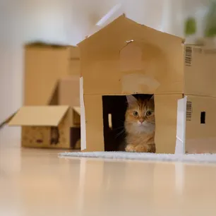 Why Do Cats Like Boxes?