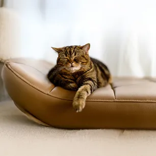 Why Do Cats Sleep So Much?