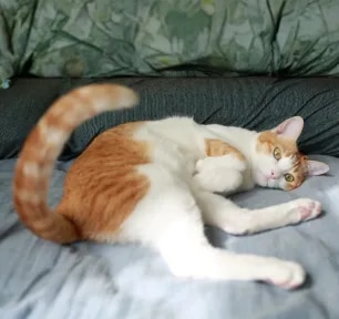 Why Do Cats Wag Their Tails
