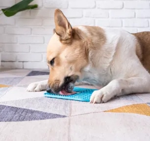 Why Do Dogs Lick Things