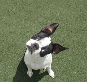Why Do Dogs Tilt Their Heads