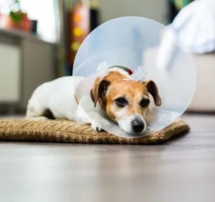 Why Do Dogs Wear Cones