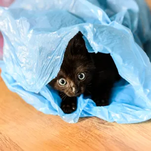 Why Does My Cat Eat Plastic; Possible Causes & Tips