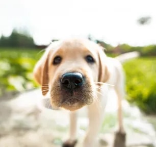 Why do dogs have whiskers