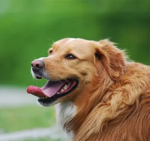 Why do dogs pant