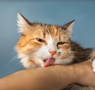 Why does my cat lick me